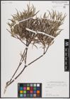 Foto von Salix eleagnos subsp. angustifolia (Cariot) Rech. f.